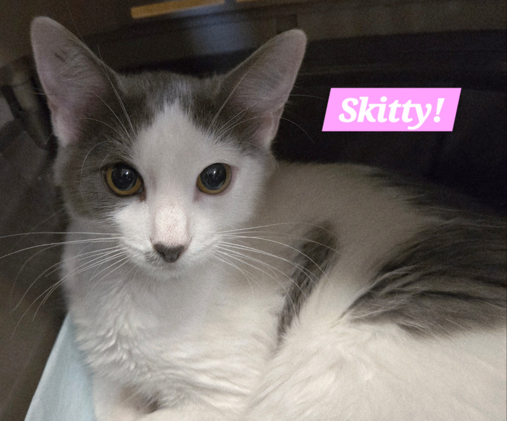 Skiddy