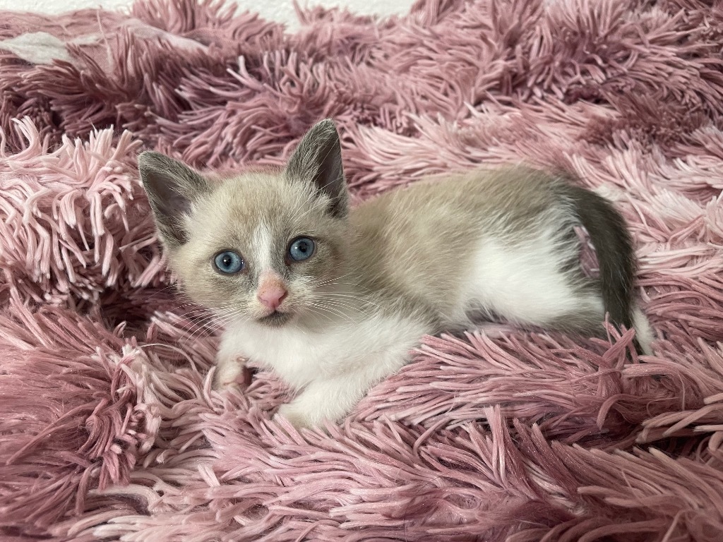 Indigo
