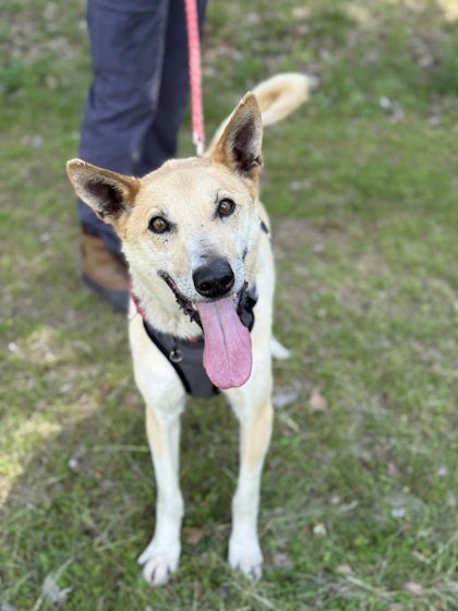 Bannock, an adoptable Mixed Breed in Gwinn, MI, 49841 | Photo Image 1