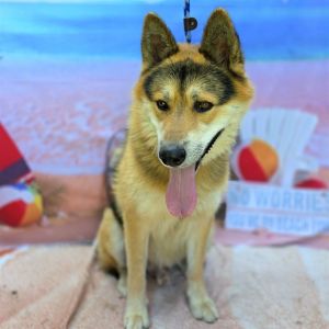 I WAS FOUND AT 1800 BLK E MARKET ST LONG BEACH CA 90805 IN LONG BEACHMy adopt