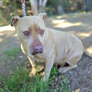 MARMALADE Pit Bull Terrier Dog