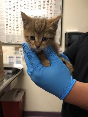 I WAS FOUND AT 3400 BLK N BELLFLOWER BLVD LONG BEACH CA 90808 IN LONG BEACHMy