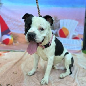 I WAS FOUND AT 600 BLK ATLANTIC AVE LONG BEACH CA 90807 IN LONG BEACHMy adoption evaluation date 