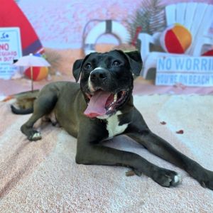 I WAS FOUND AT 2000 BLK LONG BEACH BLVD LONG BEACH CA 90806 IN LONG BEACHMy ado