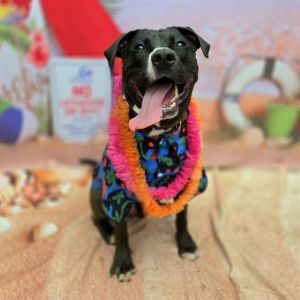 I WAS FOUND AT 2000 BLK LONG BEACH BLVD LONG BEACH CA 90806 IN LONG BEACHMy adoption evaluation dat