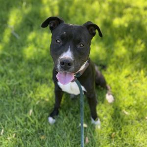 I WAS FOUND AT 1900 BLK LAKEWOOD AVE IN LONG BEACHMy adoption evaluation date i