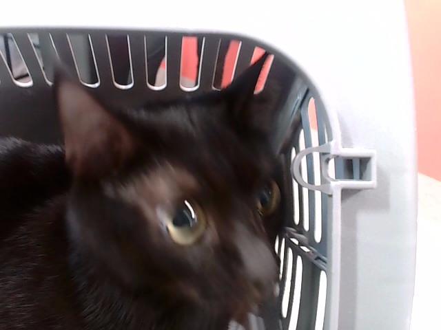 ONYX