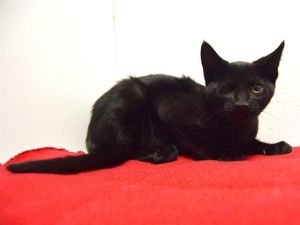 SCHULA, Baby Female Domestic Short Hair