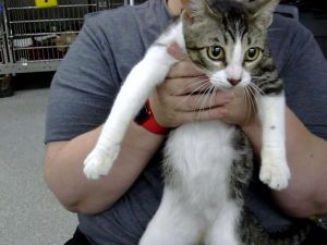 A178916, Young Female Domestic Short Hair