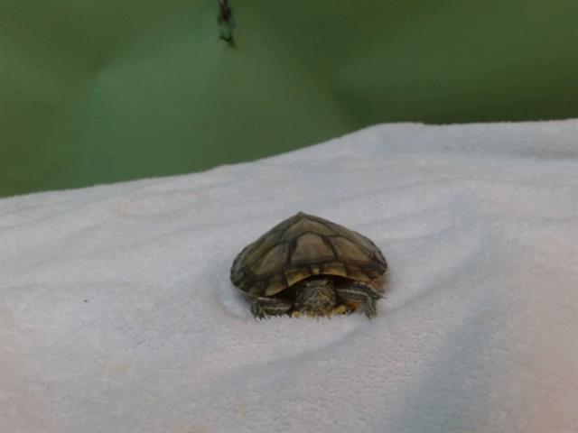 PEPITO