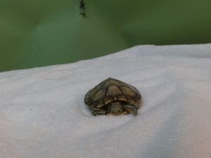 PEPITO, Adult Male unknown