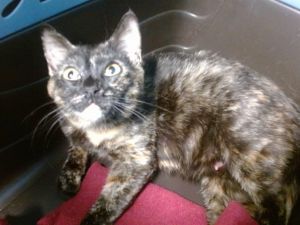 PEPPER Domestic Short Hair Cat