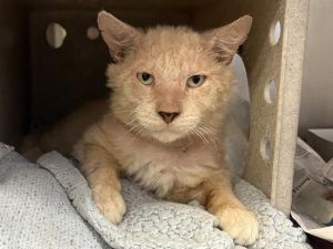 MAVERICK Domestic Short Hair Cat