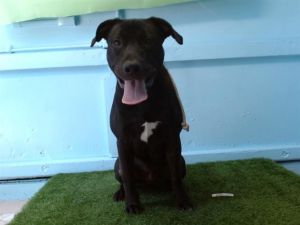 A5704990 Labrador Retriever Dog