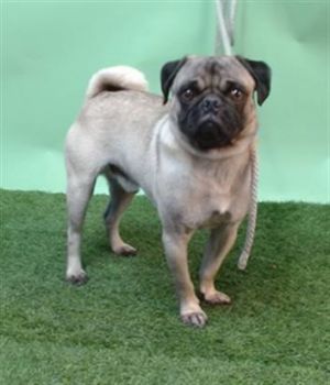 A5706567 Pug Dog