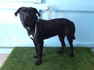 A5706084 Labrador Retriever Dog