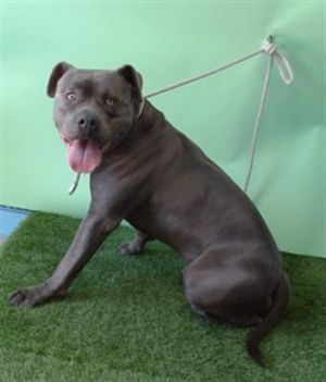 STERLING Pit Bull Terrier Dog
