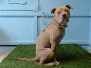 TOFFEE Pit Bull Terrier Dog