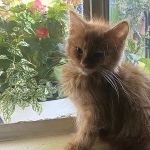 Raj, Baby Male Domestic Short Hair