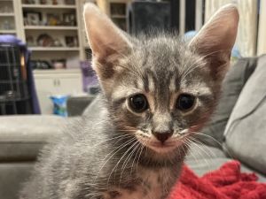 CHOCCOCAT Domestic Short Hair Cat