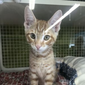 Dobby Domestic Short Hair Cat