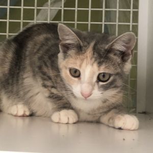 Daisy Domestic Short Hair Cat