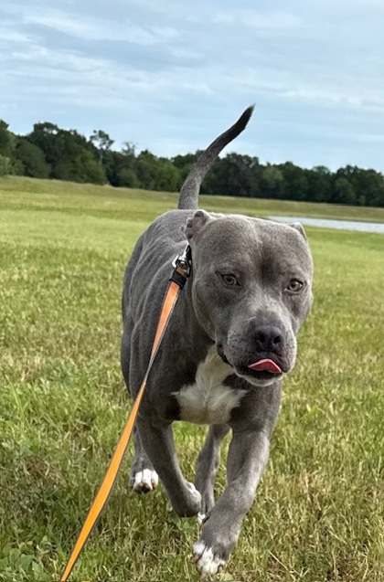 Drako