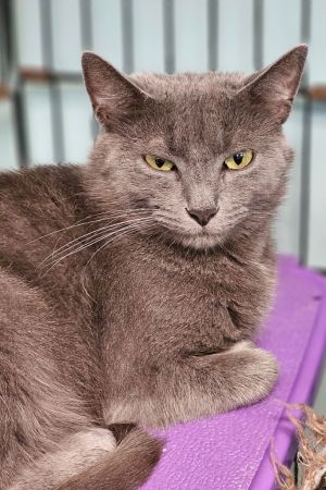 Lu Lu, Young Female Domestic Short Hair