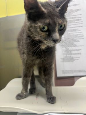 Gypsy, Adult Female Dilute Calico