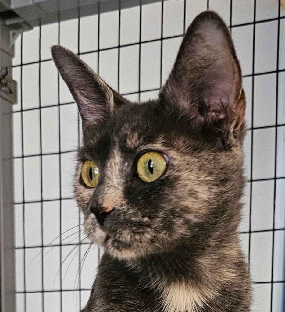 Gypsy