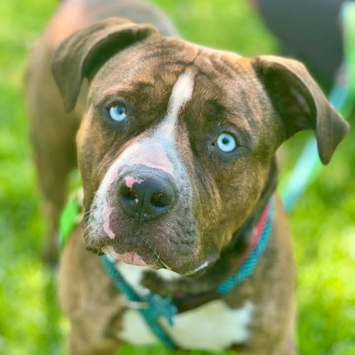 Blue C000-308 - Chino Hills Location