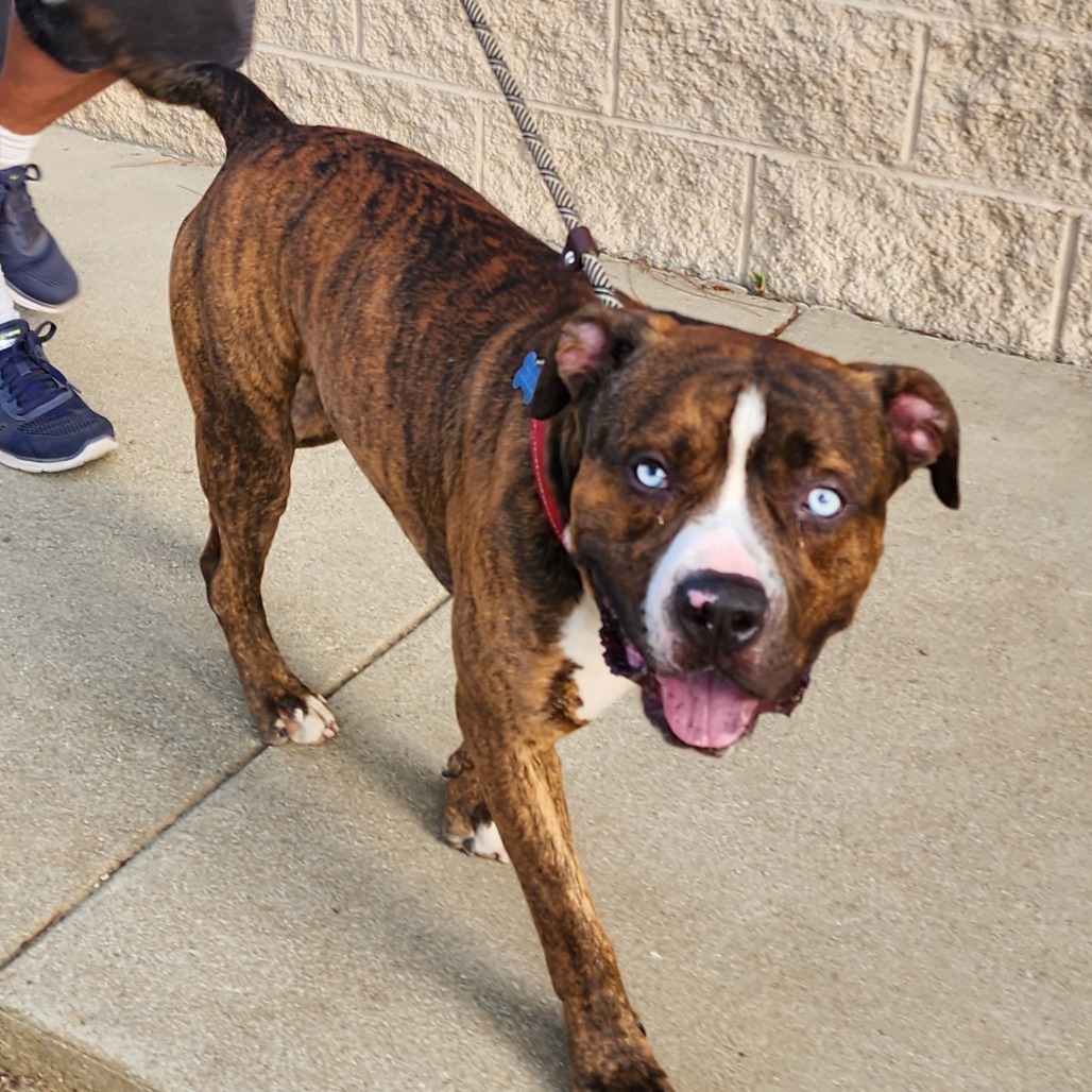 Blue C000-308 - Chino Hills Location