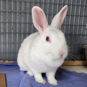 Sam(C000-292) - Chino Hills Location, Young Female Florida White