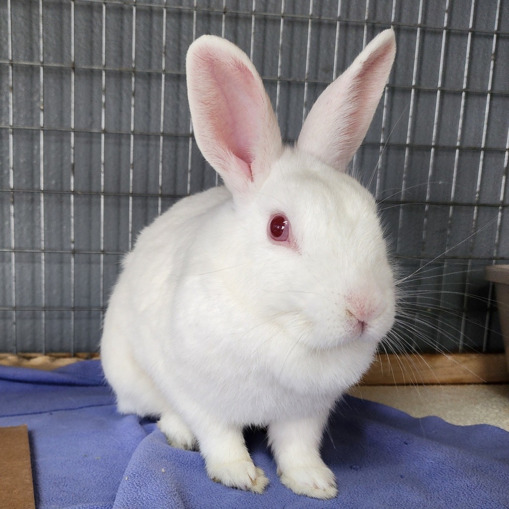 Sam(C000-292) - Chino Hills Location