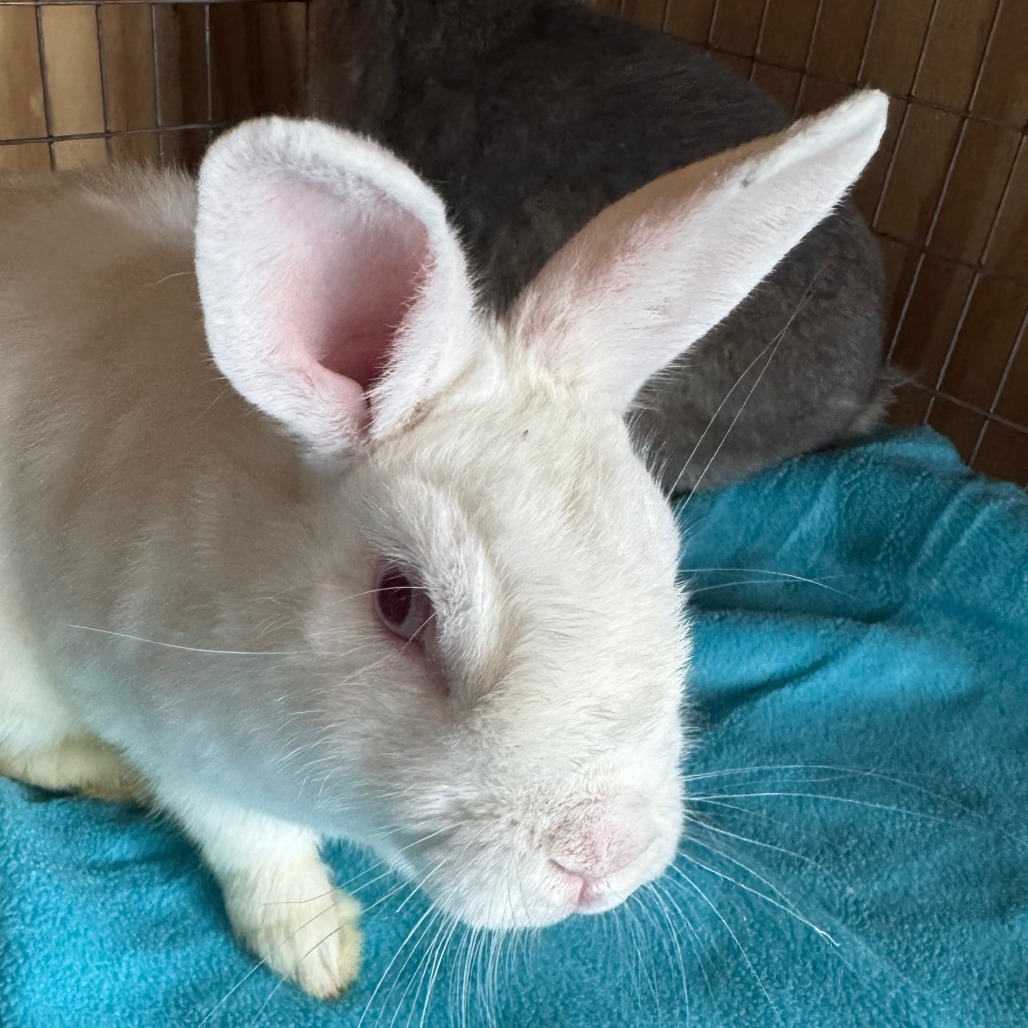 Sam(C000-292) - Chino Hills Location