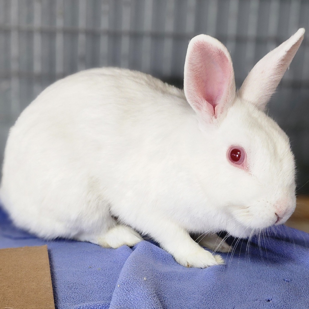 Sam(C000-292) - Chino Hills Location