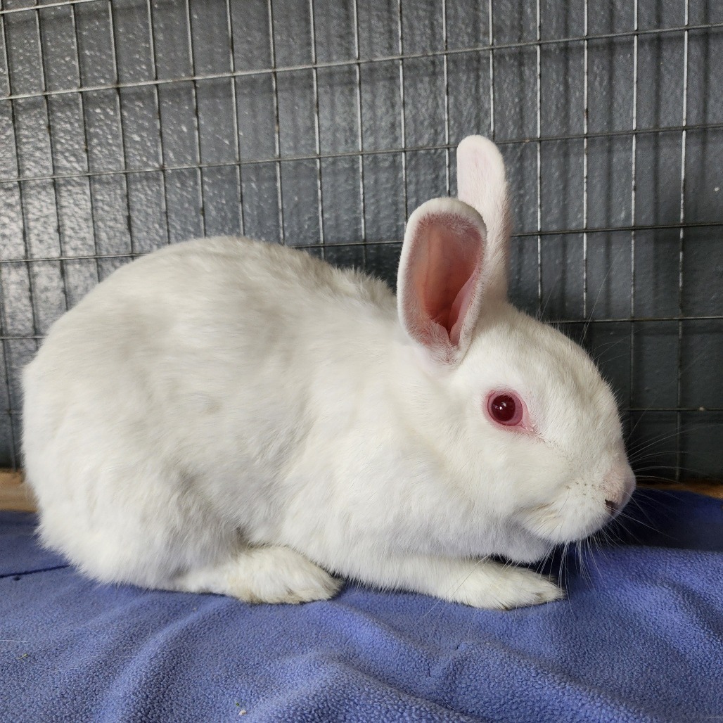 Sam(C000-292) - Chino Hills Location