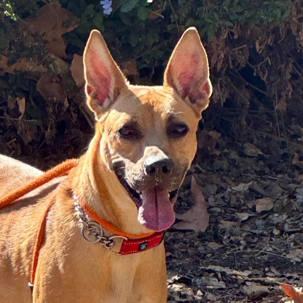 Millie C000-270- Chino Hills Location