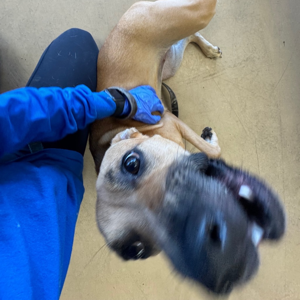 Millie C000-270- Chino Hills Location