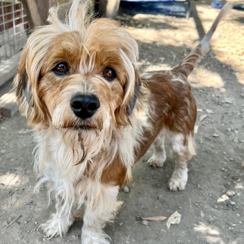 Leo, an adoptable Cockapoo in Sonoma, CA, 95476 | Photo Image 1