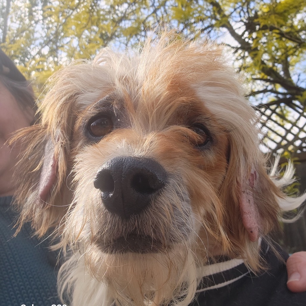 Leo, an adoptable Cockapoo in Sonoma, CA, 95476 | Photo Image 2