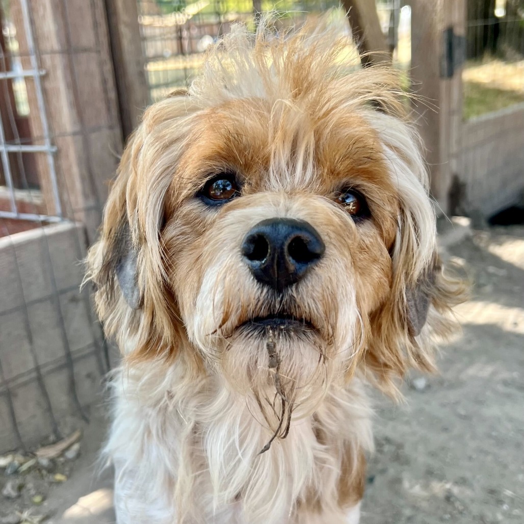 Leo, an adoptable Cockapoo in Sonoma, CA, 95476 | Photo Image 3