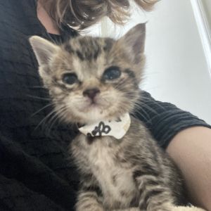 Strawberry, Baby Female Domestic Short Hair