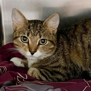 Turtle, Adult Male Domestic Short Hair