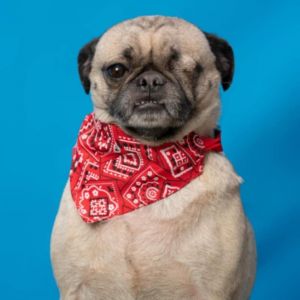 Puga, Adult Female unknown