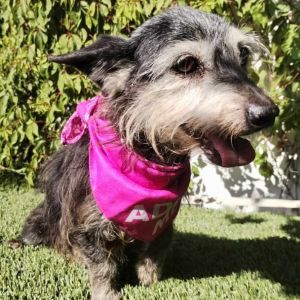 Gladys, Senior Female unknown