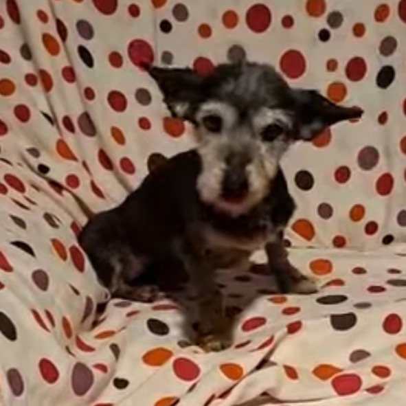 Gladys, an adoptable Schnauzer in San Diego, CA, 92130 | Photo Image 1