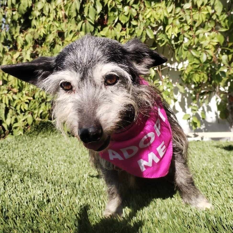 Gladys, an adoptable Schnauzer in San Diego, CA, 92130 | Photo Image 2