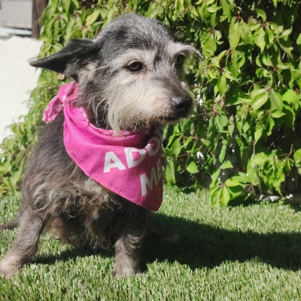 Gladys, an adoptable Schnauzer in San Diego, CA, 92130 | Photo Image 3