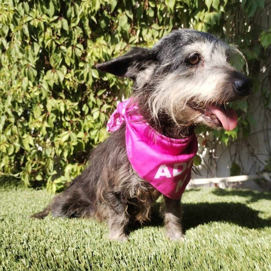 Gladys, an adoptable Schnauzer in San Diego, CA, 92130 | Photo Image 4